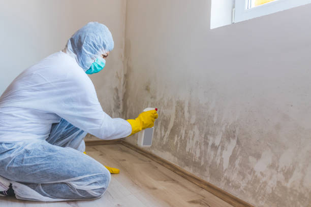 Licensed Mold Cleanup service in Churchville, PA - WQB Mold Removal